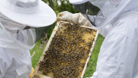včelař beekeeper-2650664 960 720